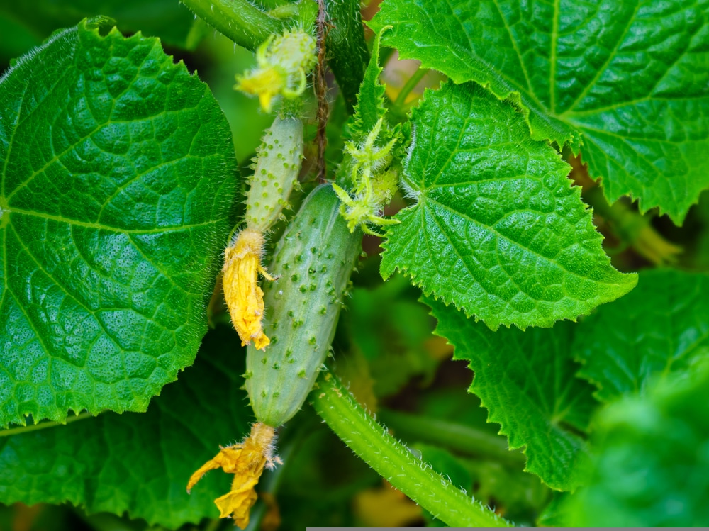 Garden bush pickle Garden bush pickle that is still on the vine with some small immature cucumbers