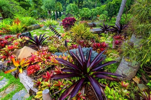 A garden filled with full bloomed bromeliad