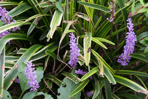 Liriope muscari garden plant bearing purple flowers