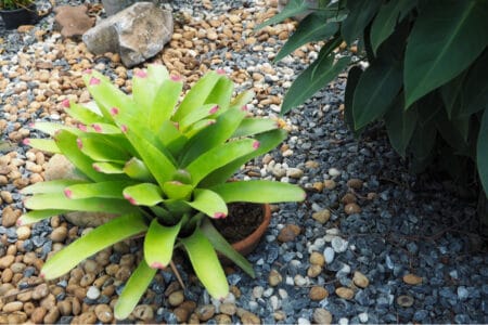 A bromeliad garden plant