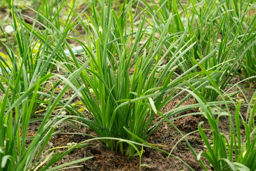 garlic chives growing garlic chives in the garden