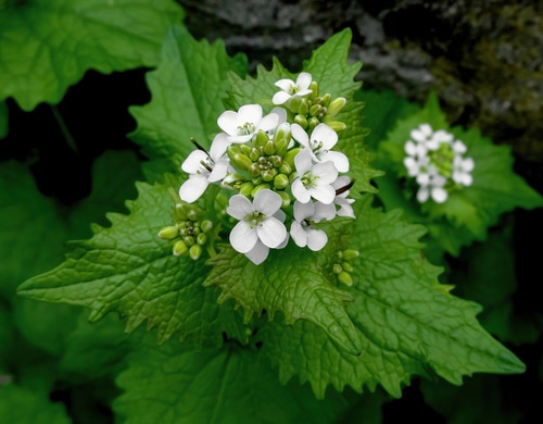 garlic mustard white garlic mustard flower