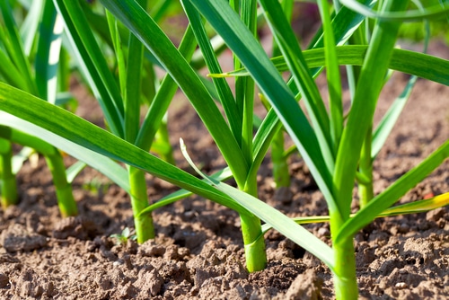 healthy garlic leaves planted in the farm