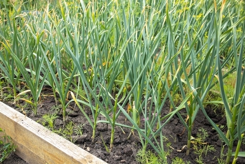an array of garlic shoots