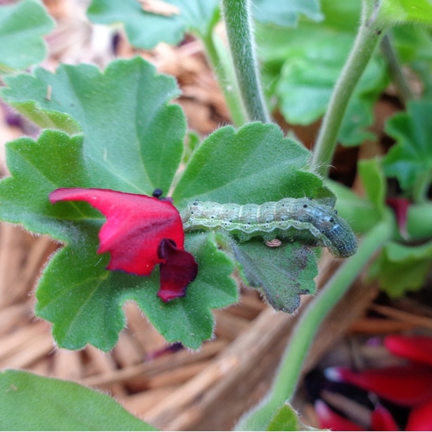 these worms like to eat geranium buds which will cause holes in your flowers