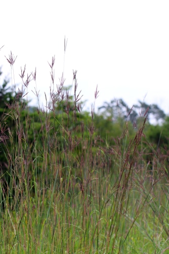 tall gerardii grass in the field
