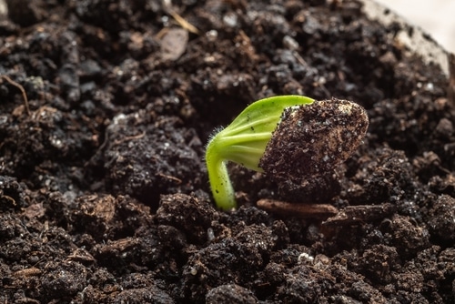 germinating-squash a squash seed undergoing germination