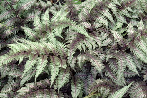 colorless and unappealing of fern leaves