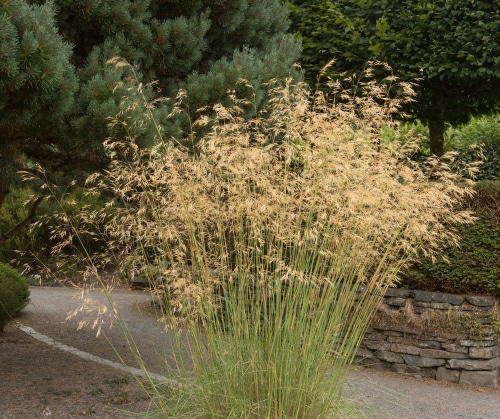 Gian feather grass as ornamental in the garden
