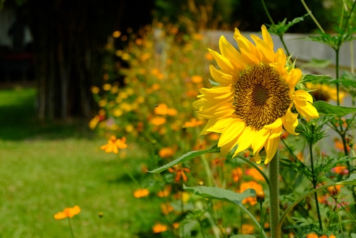 giant sunflower sunflower beautifully blooms in the backyard
