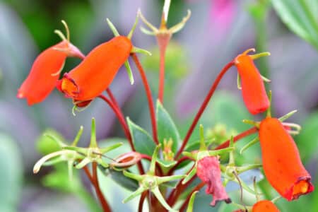 7 Shade Plants to Grow in Florida