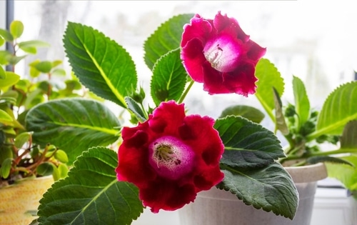 gloxinia flower red gloxinia flowering plant