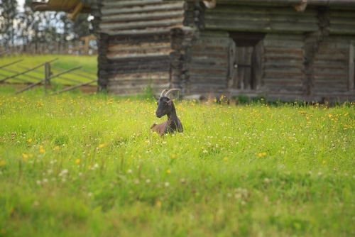 A dark brown goat wandering in the field