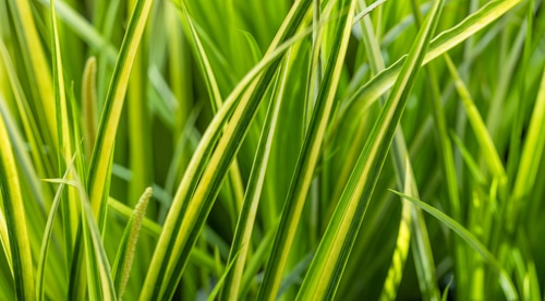 gold variegated sweet flag grass