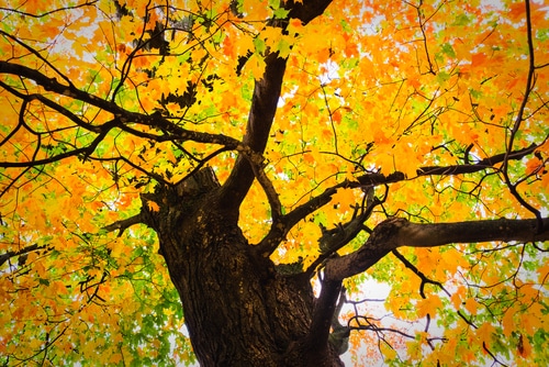 golden maple leaves golden maple leaves against the sunlight