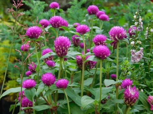 Blooming globosa pink flower on a garden with a green leaves background