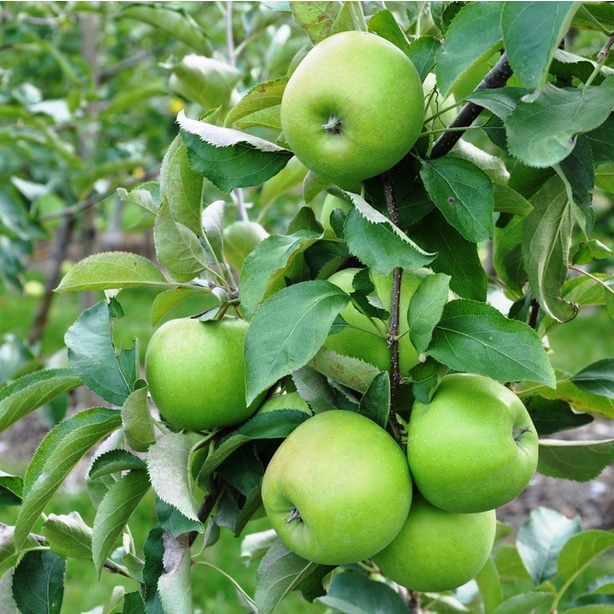 Granny smith are the ever popular green, tart apples that are great fresh or used in baking.