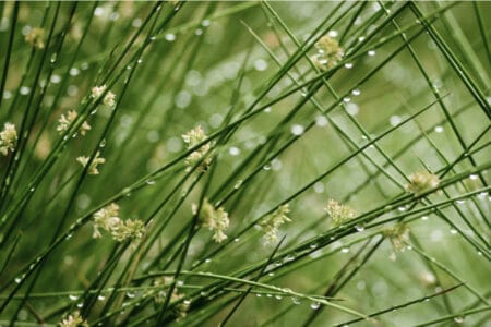 7 Native Grasses That Grow in Florida