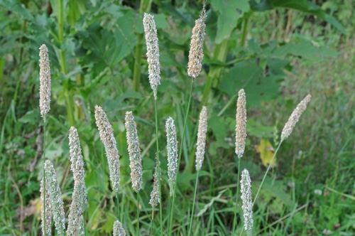 alopecurus grass in the meadow