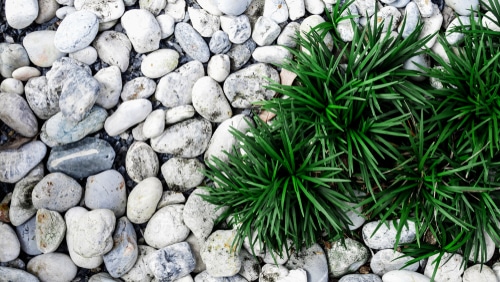 Beautiful little grass and white pebbles in a landscaped garden