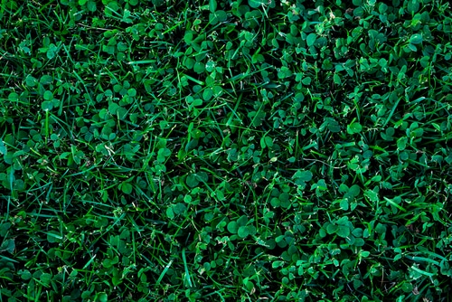 wet grass full of green clover