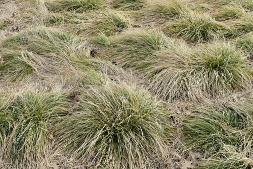 fallen grass clumps of carex coumans