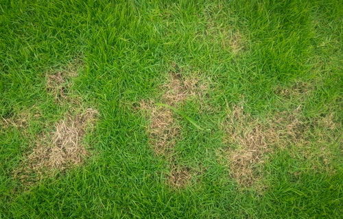 Some spots and discolorations in the lawn grass