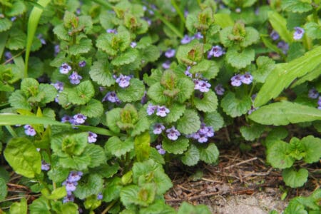 6 Weeds with Purple Flowers