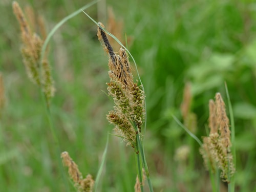 closeup picture of the grass flowers