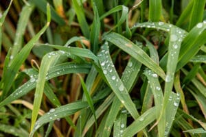 Grass goes through several growth stages as it matures
