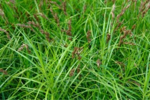 Spiky green grass with some brown flowers