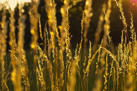 grasses during sunset in the grassland