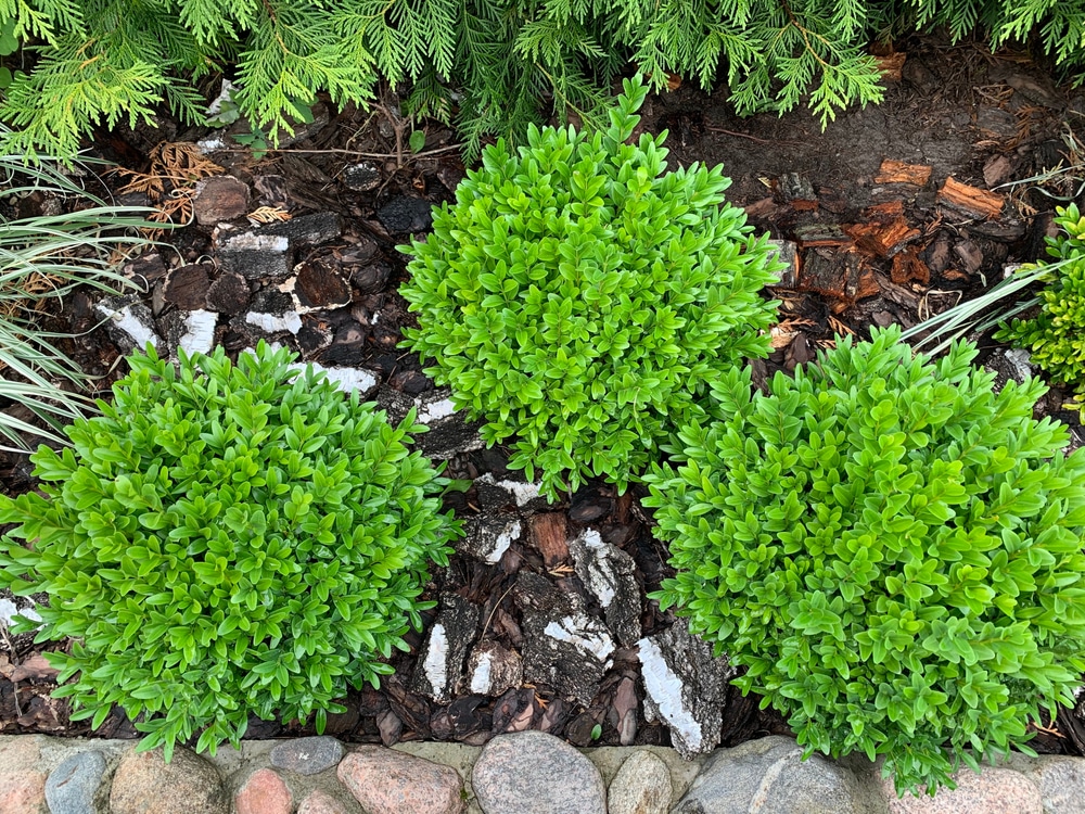 young green and round boxwood plants