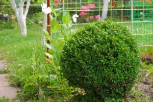 a green boxwood plant trimmed