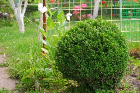 How to Revive a Dying Boxwood Shrub