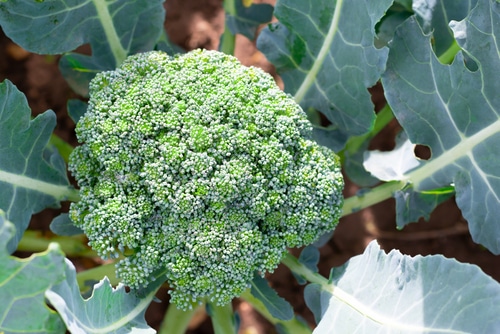 full grown of green broccoli plant