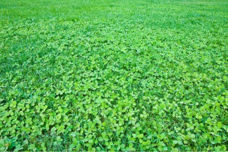Field full of green clovers