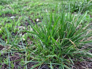 common green grass found on lawns