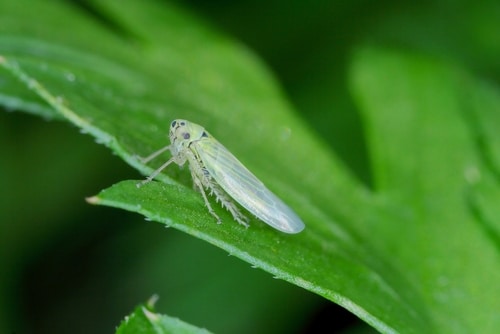 green leafhopper green leafhopper on the big leaf