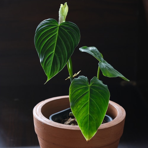 A healthy splendid philodendron houseplant potted on a terracotta clay pot.
