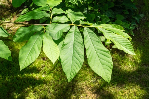 A branch of a pawpaw tree with its leaves exposed in the sun
