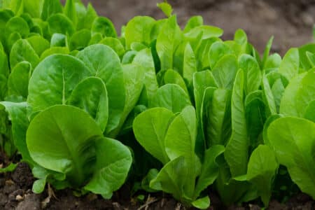 fresh and organic green lettuce