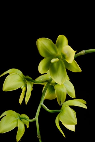 green lipped cycnoches green-lipped cycnoches against a black background