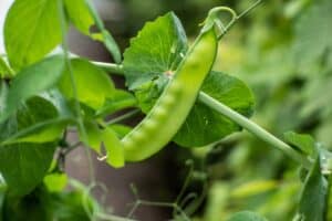 ripe green peas in the garden
