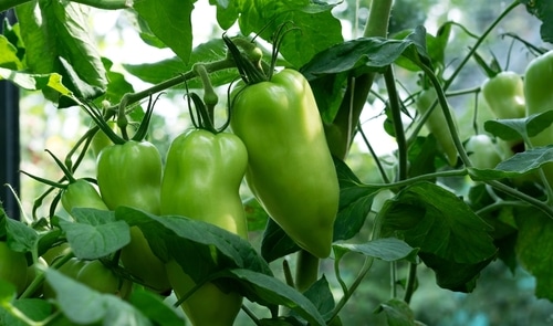 Growing green peppers in the garden
