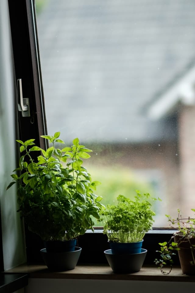 Green plants sitting on windowsill