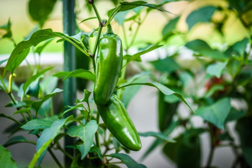 ripe green jalapeno pepper