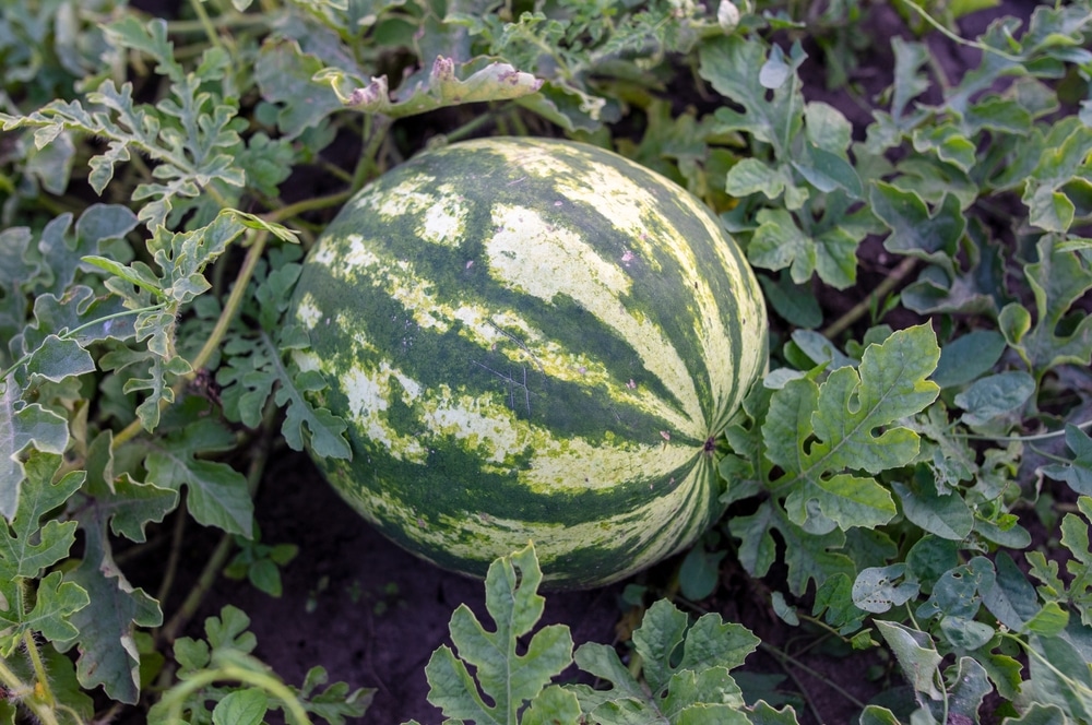 medium sized watermelon growing on the ground