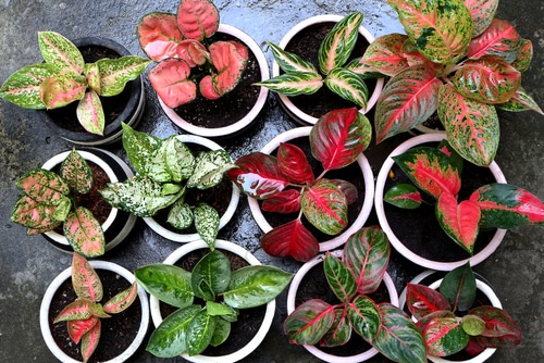 group of houseplants A set of individually planted common houseplants.