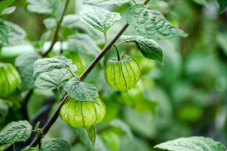Ground cherries that are growing robustly with beautiful harvests